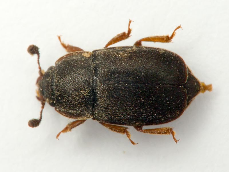 Nitidula rufipes (Linnaeus, 1767)